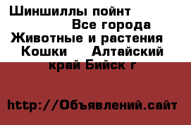 Шиншиллы пойнт ns1133,ny1133. - Все города Животные и растения » Кошки   . Алтайский край,Бийск г.